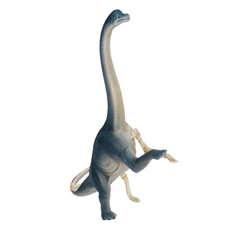 4D Vision Animal Brachiosaurus (Full Skeleton) Anatomy Dinosaur Toy Model Sculpture Collection Model