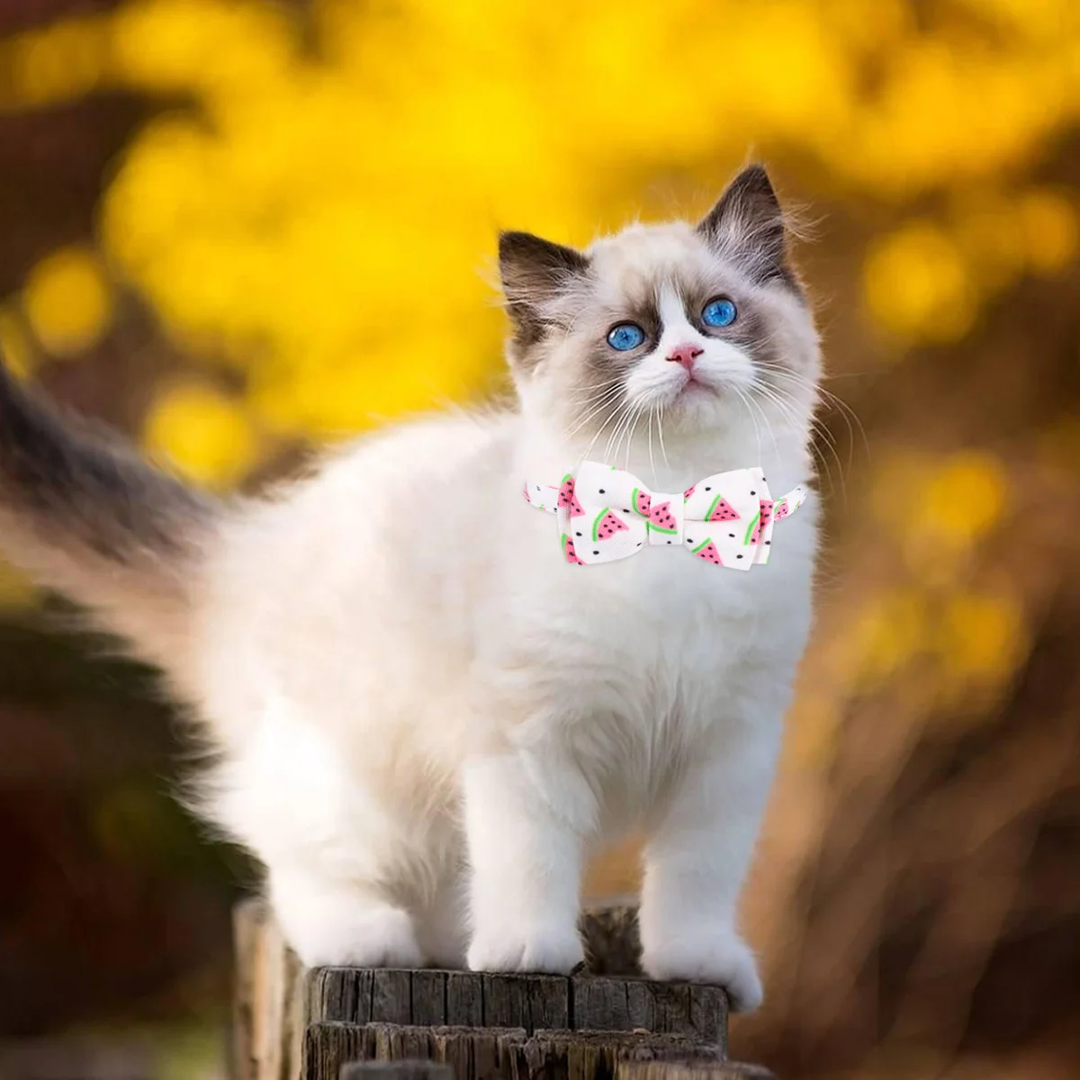 

Adjustable Pet Cat Collar with Print Soft Cloth Material for Cats Reusable Exquisite Craftsmanship Ideal