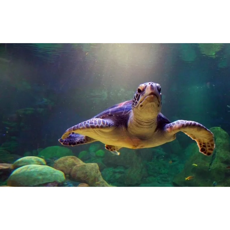 Giant Green Sea Turtle 2 Wall Sticker Silk Poster Art Light Canvas Home Decoration