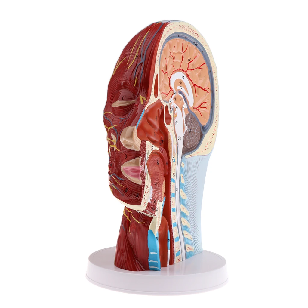 Modelo de enseñanza sagital, Cabeza Mediana, nervios, parótidos, columna Cervical