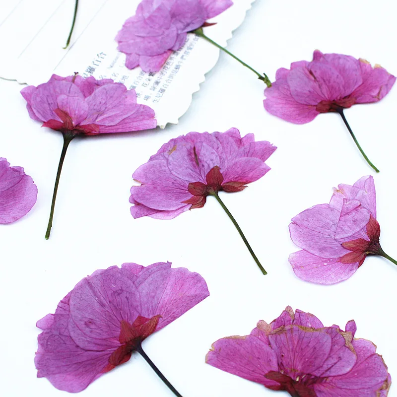 24 Stück, echte gepresste Kirschblüten, getrocknete Blumen für DIY-Handy-Lesezeichen, Grußkarten, Epoxidharz-Schmuck, Kerzenherstellung, Bastelzubehör – Detail 5