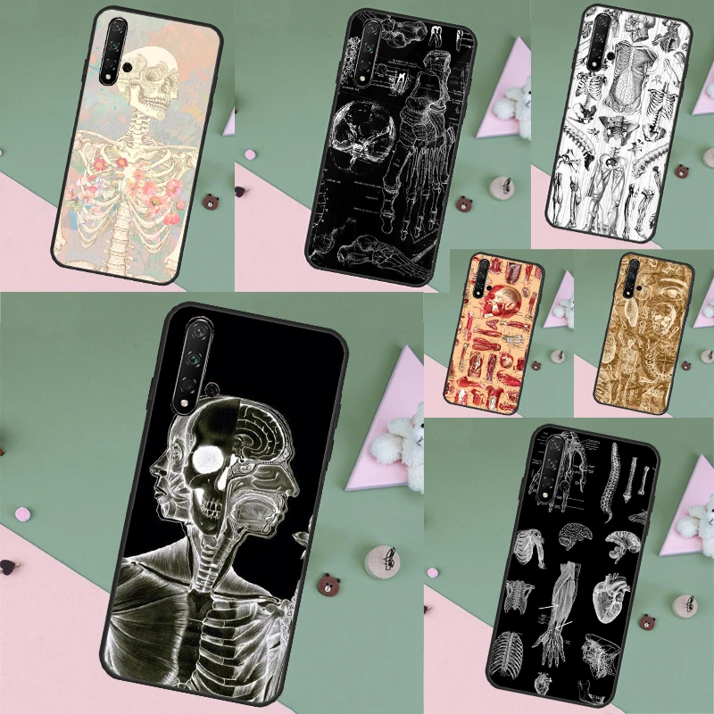 Medical Skeleton An… - image