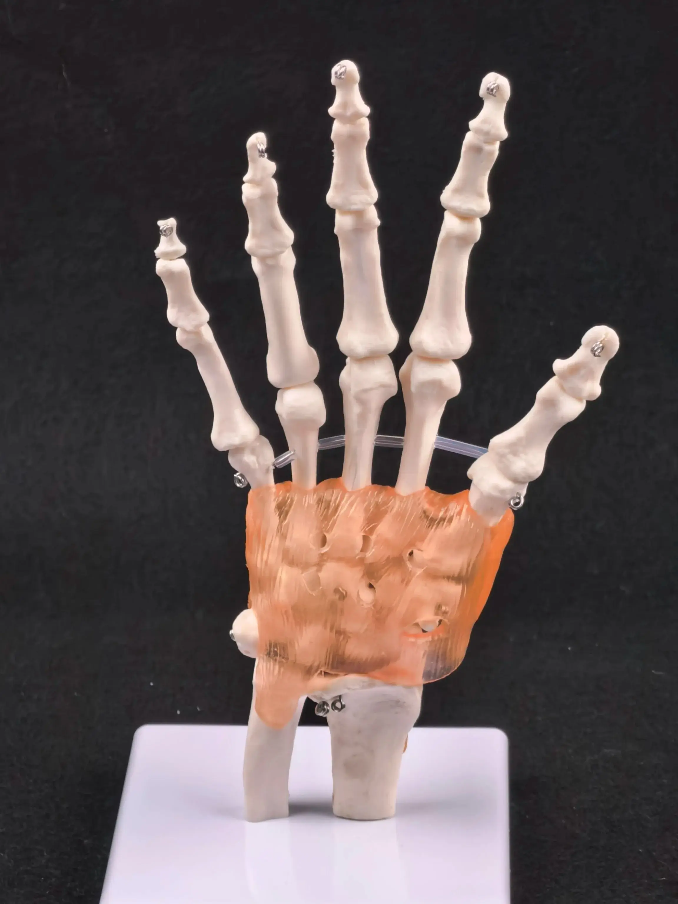 PVC Life Size Hand Joint with Ligaments Anatomical Medical Model Skeleton Anatomy Display Teaching School