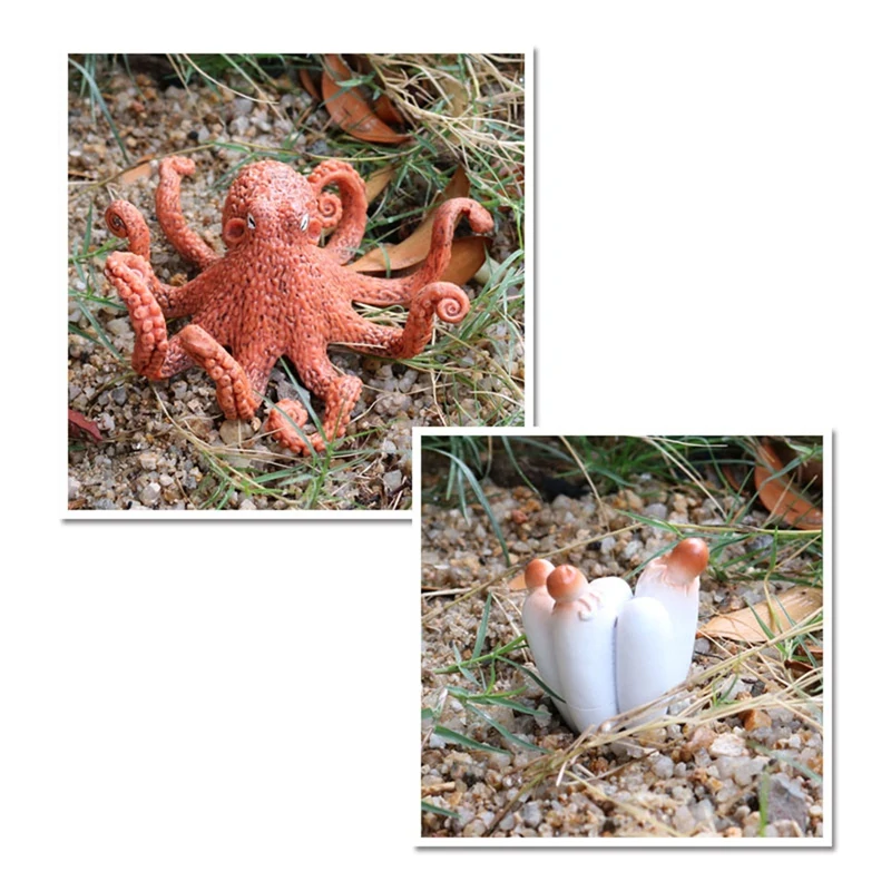 Octopus Growth Cycle,Animal Growth Cycle Biological Model For Kids Education Insect Themed Party Favors