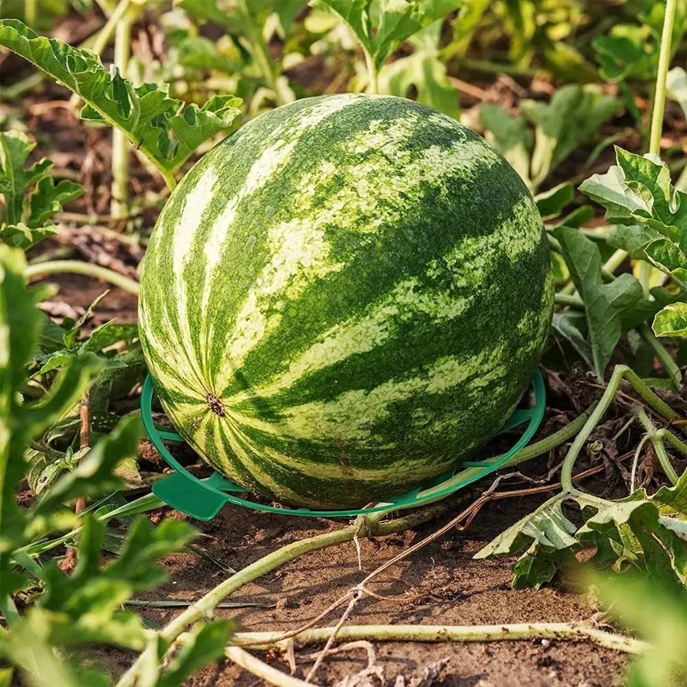 Plastic Watermelon Stand Anti- Rotting Stable Design Fruit Bracket Plant Support Hollow Out Gardening Melon Tray Vegetable