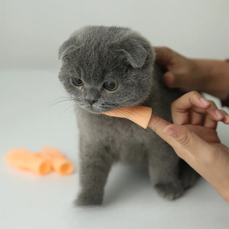 Nouveauté de couverture de doigt de chat de vadrouille créatif, objets de collection de passe-temps, conception exclusive, grands cadeaux d'anniversaire pour des amis et des enfants