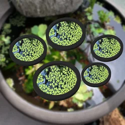 5Pcs EVA Fish Feeding Ring Aquarium Floating Plant Corral Fish Tank Float Plant Barrier for Aquarium Pond Accessorie Plant Rings