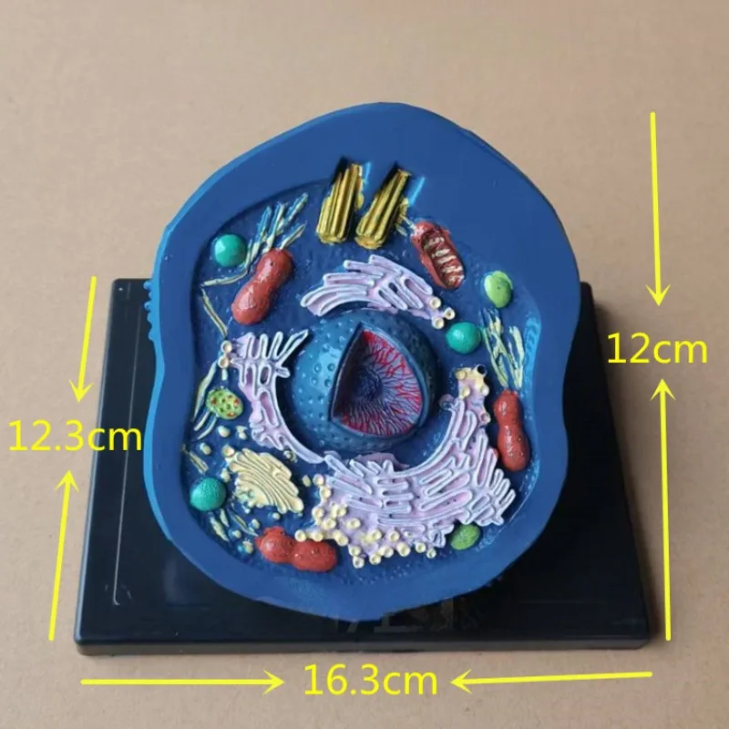

Анатомическая модель микроразрушения клеток животных, обучение биологии средней школы, биологическое оборудование