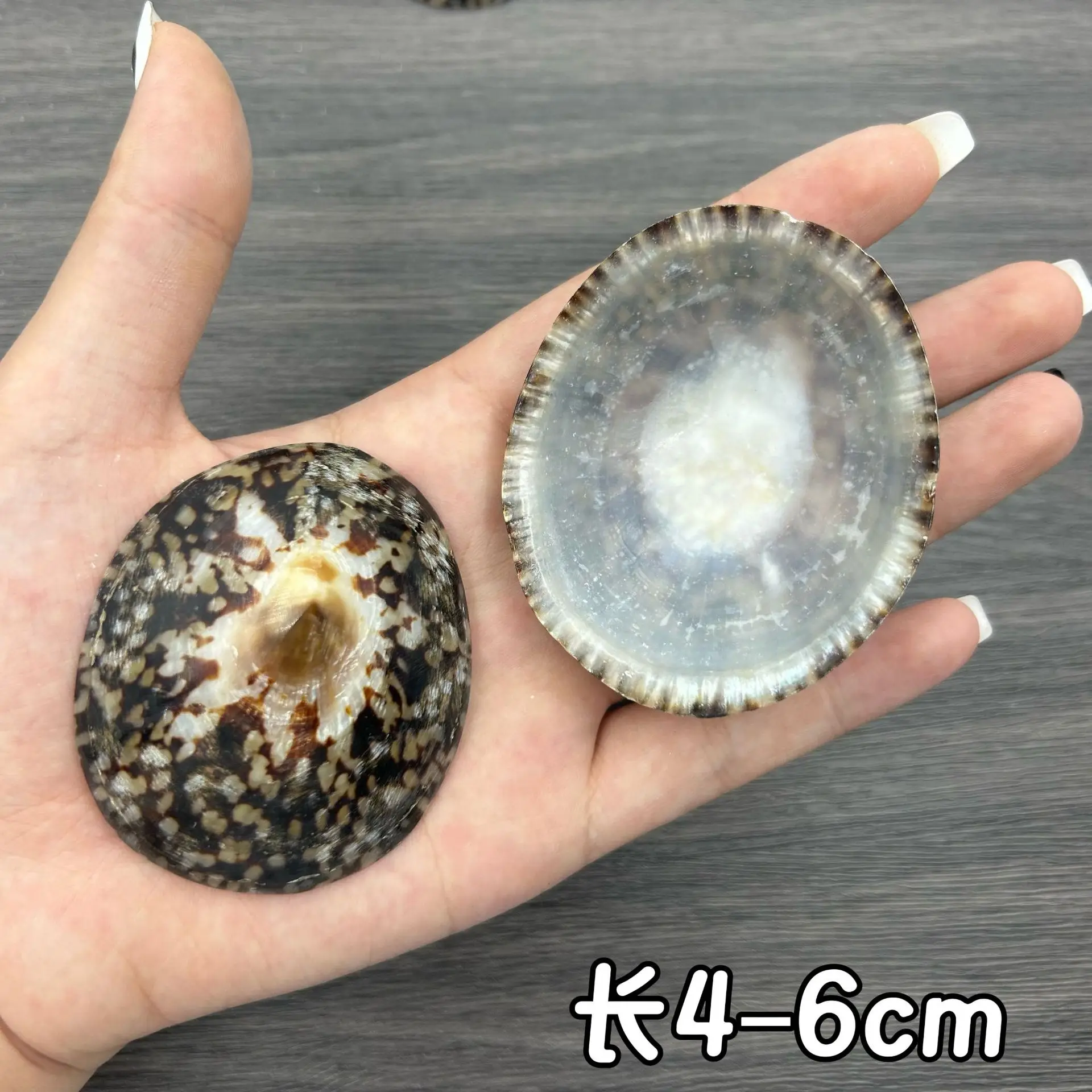 White Clam Shells (e.g., Pecten spp.) - Single Scallop Shell Artworks for Window Display, Hand-painted Decor