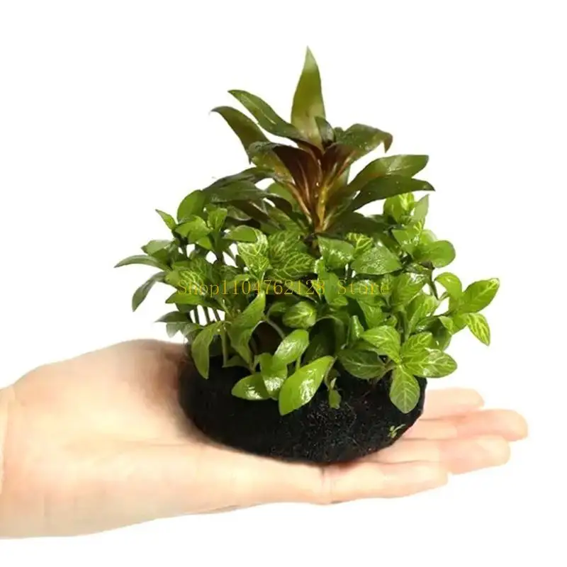 قاعدة زراعة النباتات المائية لبيئة أحواض السمك والمتحمسين أفضل بيع #2