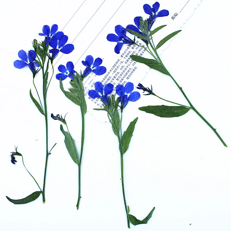 12 Stück, 6-10 cm, natürliche Lobelia-Pressblumen, echte getrocknete Blumen für wissenschaftliche Präsentationen, DIY-Lesezeichen, Lampendekoration, Harzanhänger, Bastelzubehör – Detail 1
