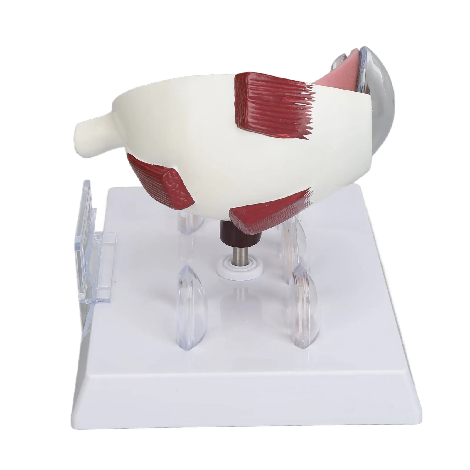 Human Eye Anatomical Model Accurate Display Enlarged Medical Eyeball Explanation Model with Card