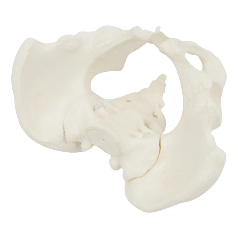 ADWE Mini Female Pelvis Model Female Pelvic Model Human Pelvic Model Medical Teaching Model for Study Teaching Lab