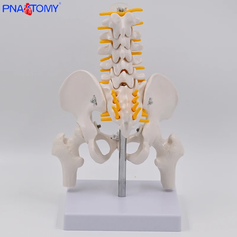 Mini Human Movable Pelvic Model, Lumbar Spine, Postpartum Repair of Pelvic Joints, Medical skeleton Pelvis Bone Anatomy