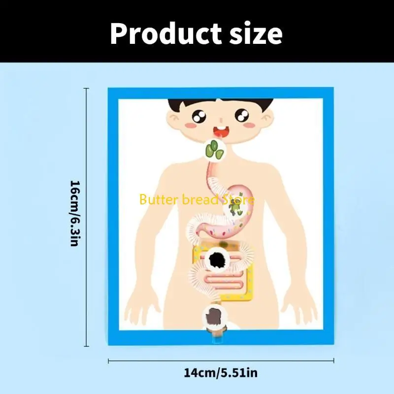 W89C Educational Digestive Anatomy Model Learning Tool para crianças estudantes 6＋