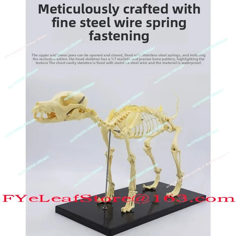 Dog Skeleton Model, Animal Dog Cat Dog, Teaching Skeleton Bone, Skeleton Model