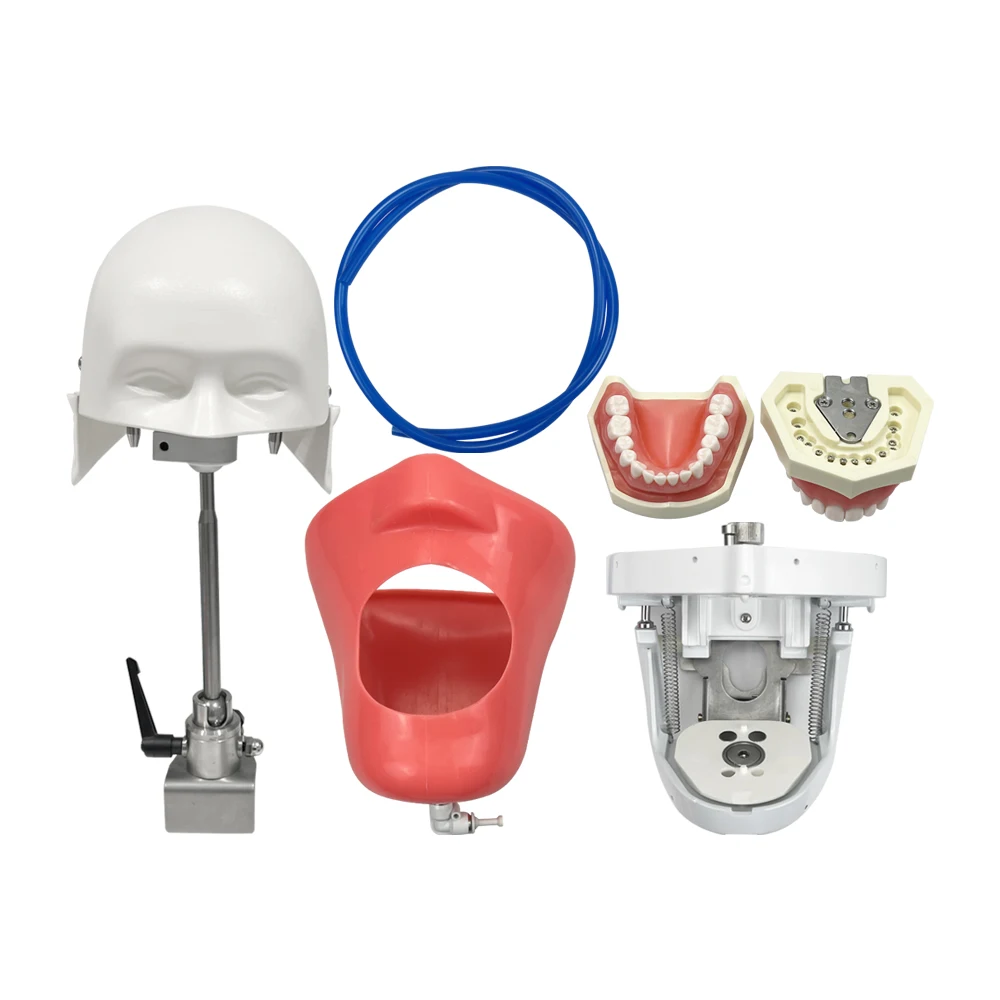 Dental simulation human head model Typodont phantom head model with detachable teeth model for dental student practical training