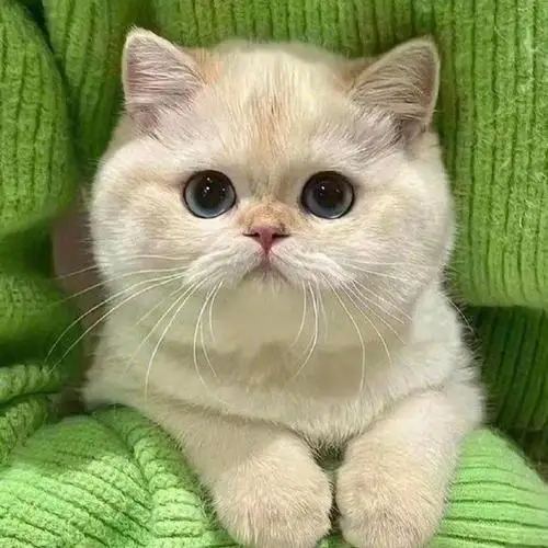 

5Pcs ABS Material Universal Car Front Bumper Separator Bumper Lip Body Kit Duck Lip Separator For Audi S7 Car Accessories