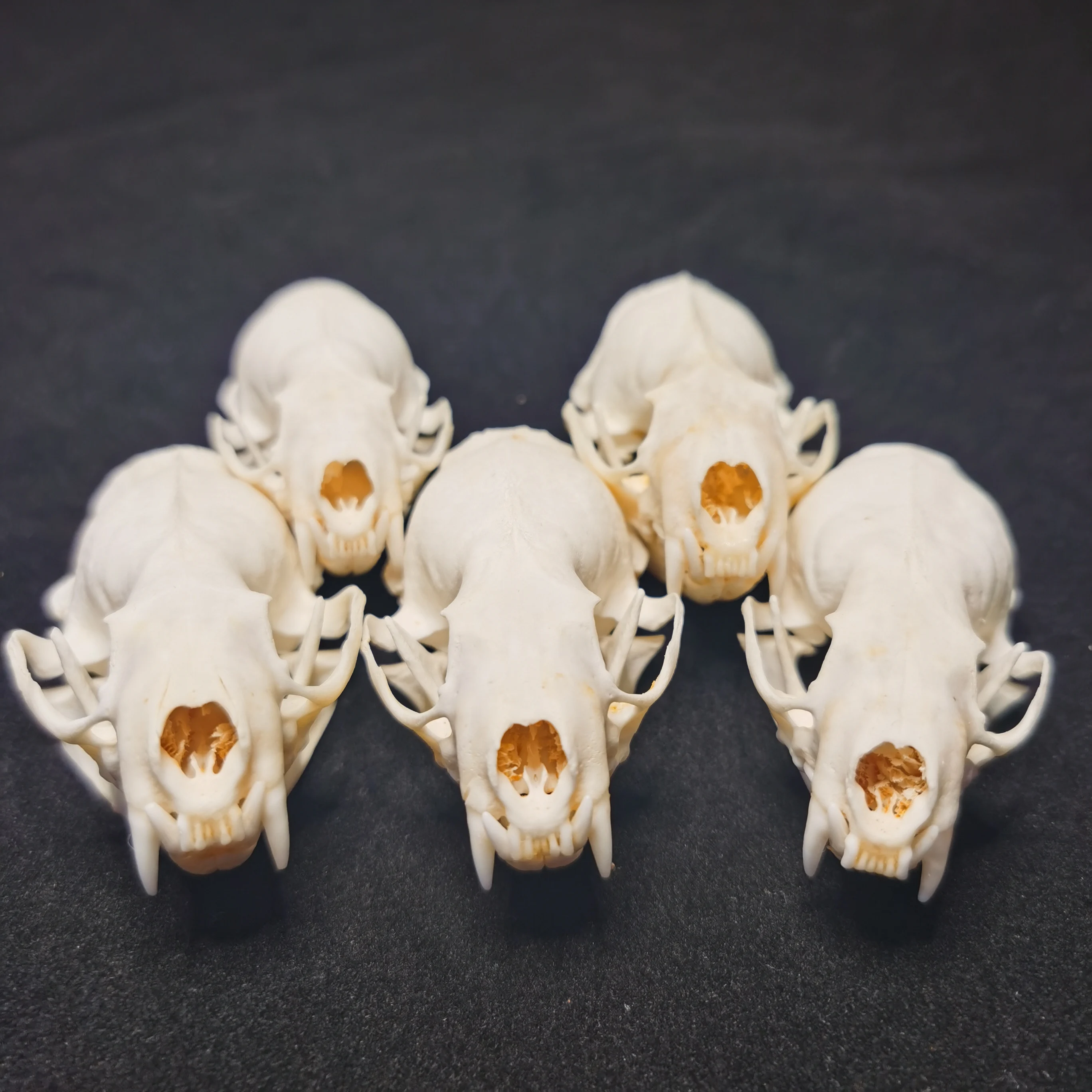 Real Mink Skulls Actual Animal Bone Home/Garden/Fishbowl Decoration Halloween Gift New