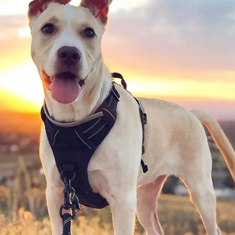 High Reflective Dog Harness Set, Ideal Choice for Outdoor Adventure, Multiple Sizes - Suitable for Small, Medium and Large Pets - view 2