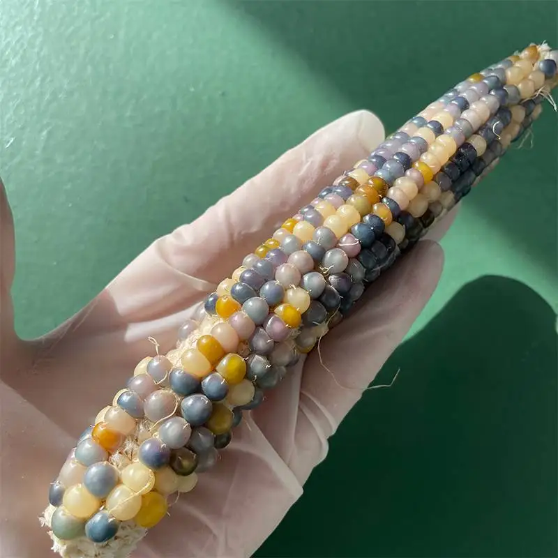 taiwanese-cultural-play-gemstone-corn-hand-piece-seven-color-glass-gem-blood-thread-corn【6】other-material-collectible-item