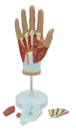 Internal Structure Model of the Hand Medical Science Hand Anatomy Simulator Educational Teaching Aids for Middle School