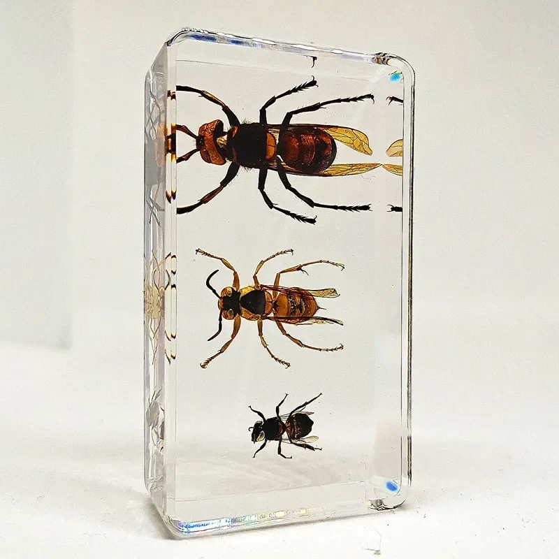 29 new real insect specimens resin sacred beetle specimen beetle flower boat plant teach children gift box room home decoration