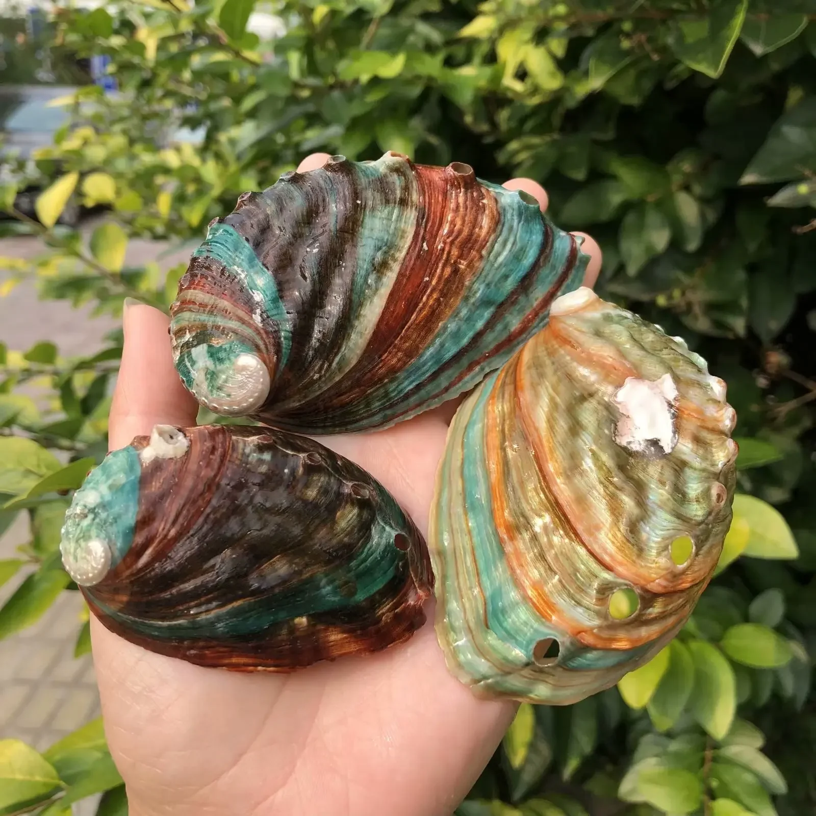 Natural conch shells abalone shells colorful shellfish tanks furniture decorations platform ornaments aquarium