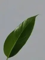 

2.4V 2.0ah 18650 Lithium Titanate Battery 2.4V 2000mAh LTO 15C Rechargeable Low Temperature Battery 25000 Cycles Flashlight