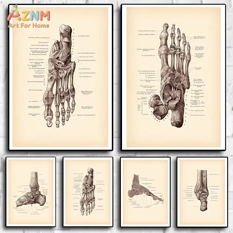 AZNM  Anatomical Human Foot Print Vintage Anatomy Art Posters Decor Medical Art Clinic Wall Decor Surgeon Gift Canvas Painting