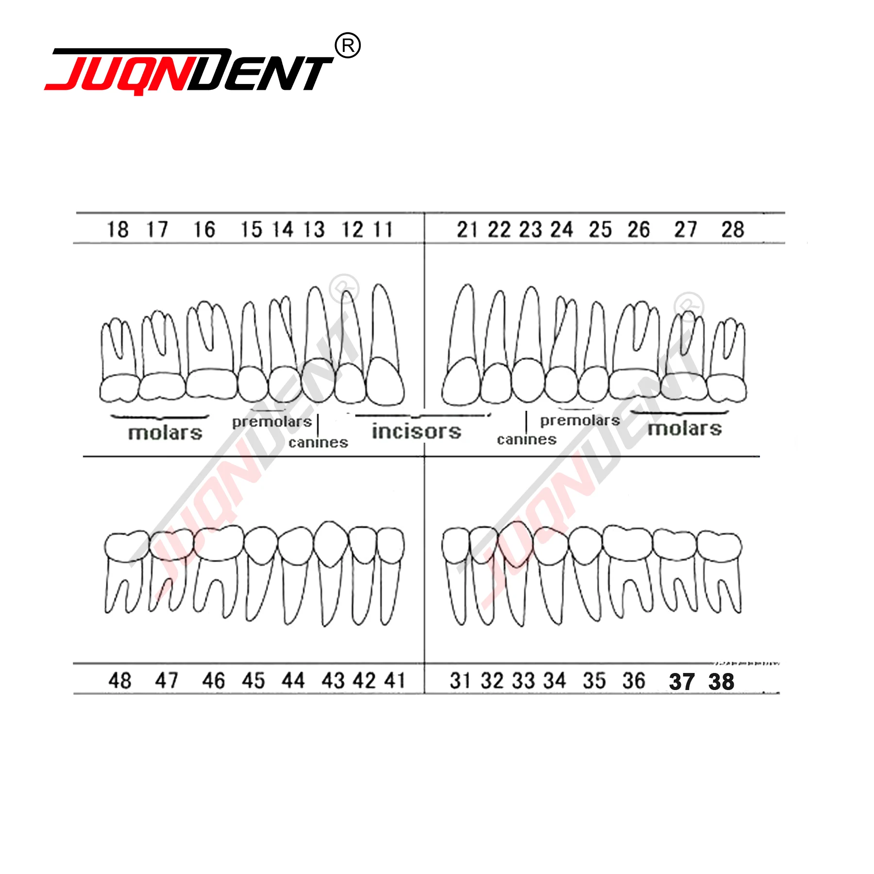Teeth Dental Model For Training Compatible NISSIN 500 Type Spare Teeth Dental Practice and Teaching Replace M8024