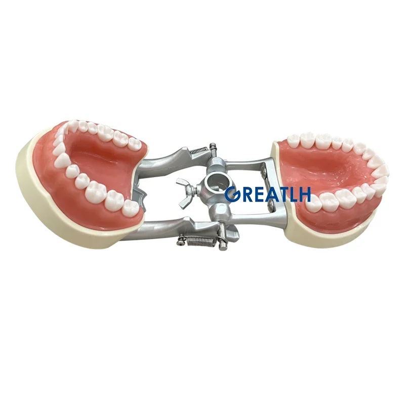 GREATLH-Dentes Dentais Modelo com Dente Removível, Prática Dentária, Treinamento, Estudar, Instrumento de Odontologia, 32 Dentes