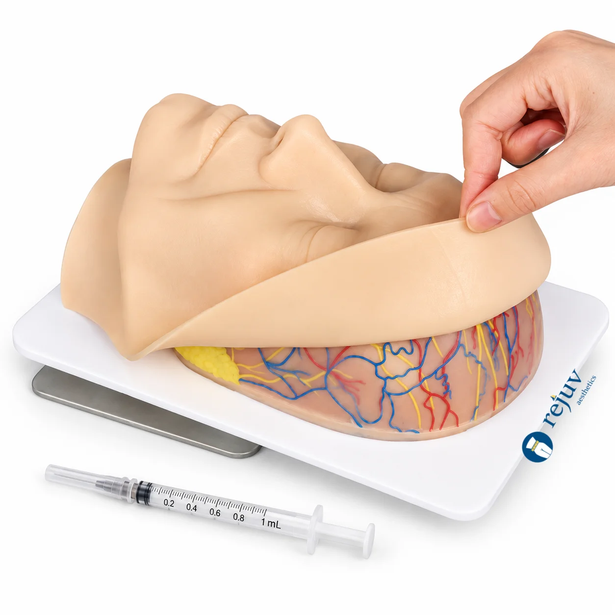 Two-Layers Silicone Facial Anatomy Simulation Model with Vessels & Nerves for Medical Science Education Aesthetics Training