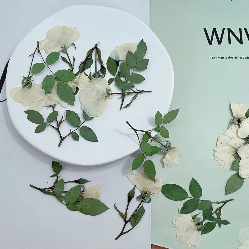 12pcs/lot,Nature white rose branches,real pressed mini rose DIY Wedding invitations graft Bookmark Gift Cards phone case decor