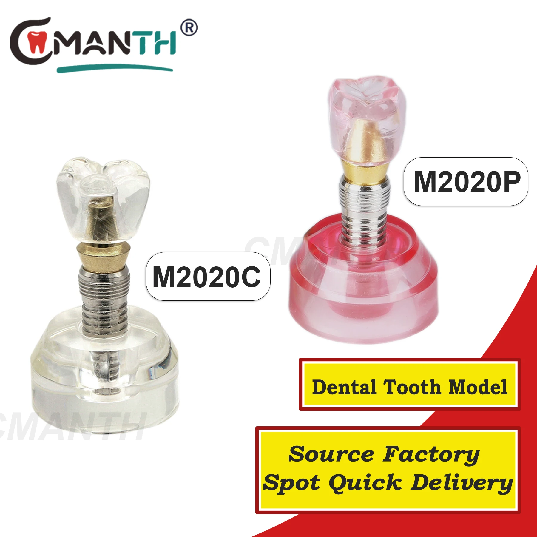 

Dental Implant Model Teeth Detachable Removable Teach Models M2020 Dentistry Products Demonstration Tool