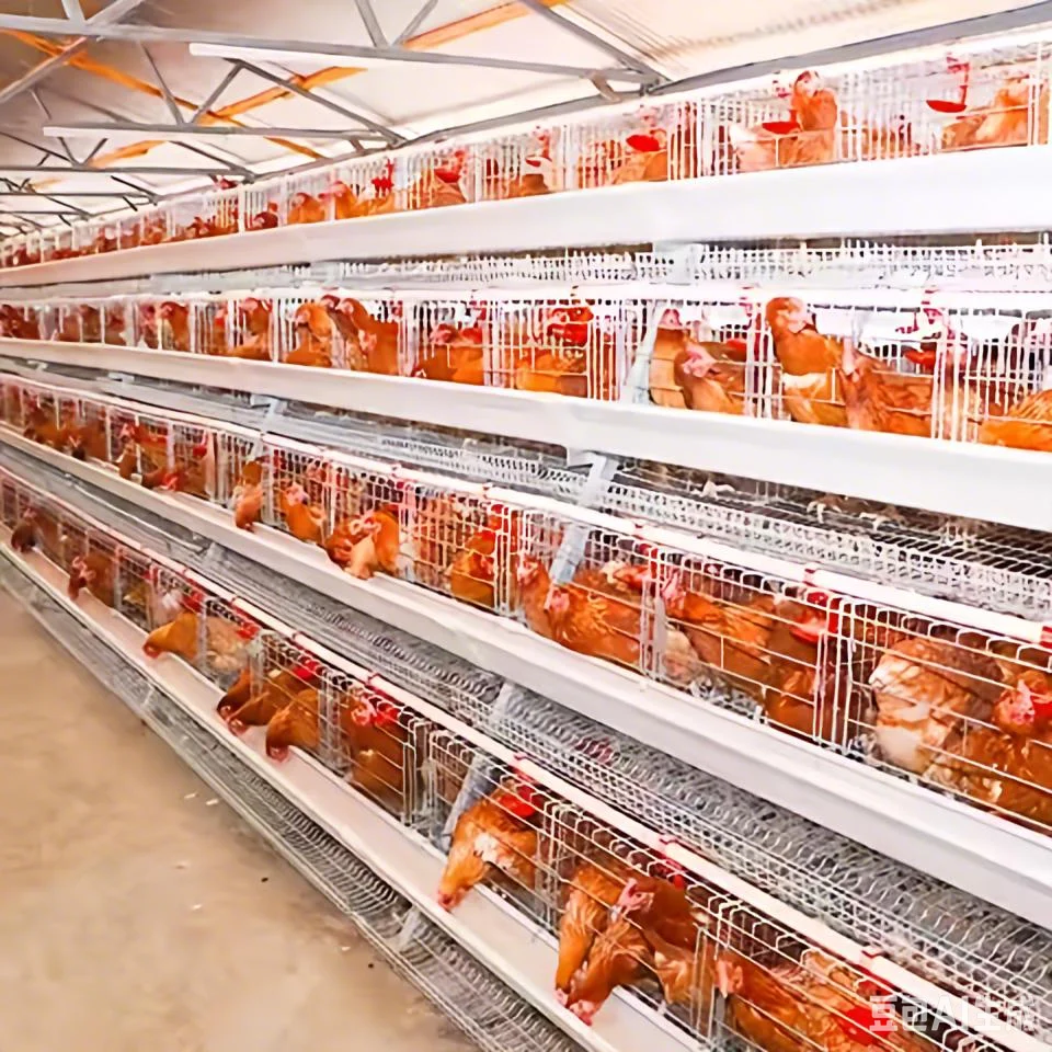 Low Cost a Type 3/4 Tier Layer Chicken Cage 4 Doors Per Tier Poultry Farming Equipment for Commercial Egg Production