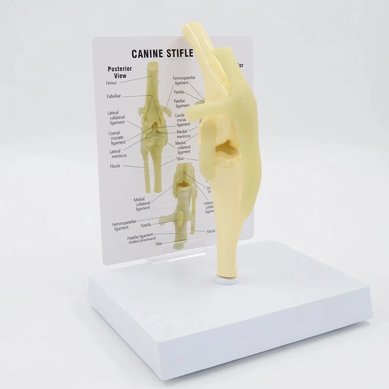 Life Size Canine Knee Model Dog Joint Anatomical Model With Key Card Manual Animal Skeleton Anatomy Medical Science Gift