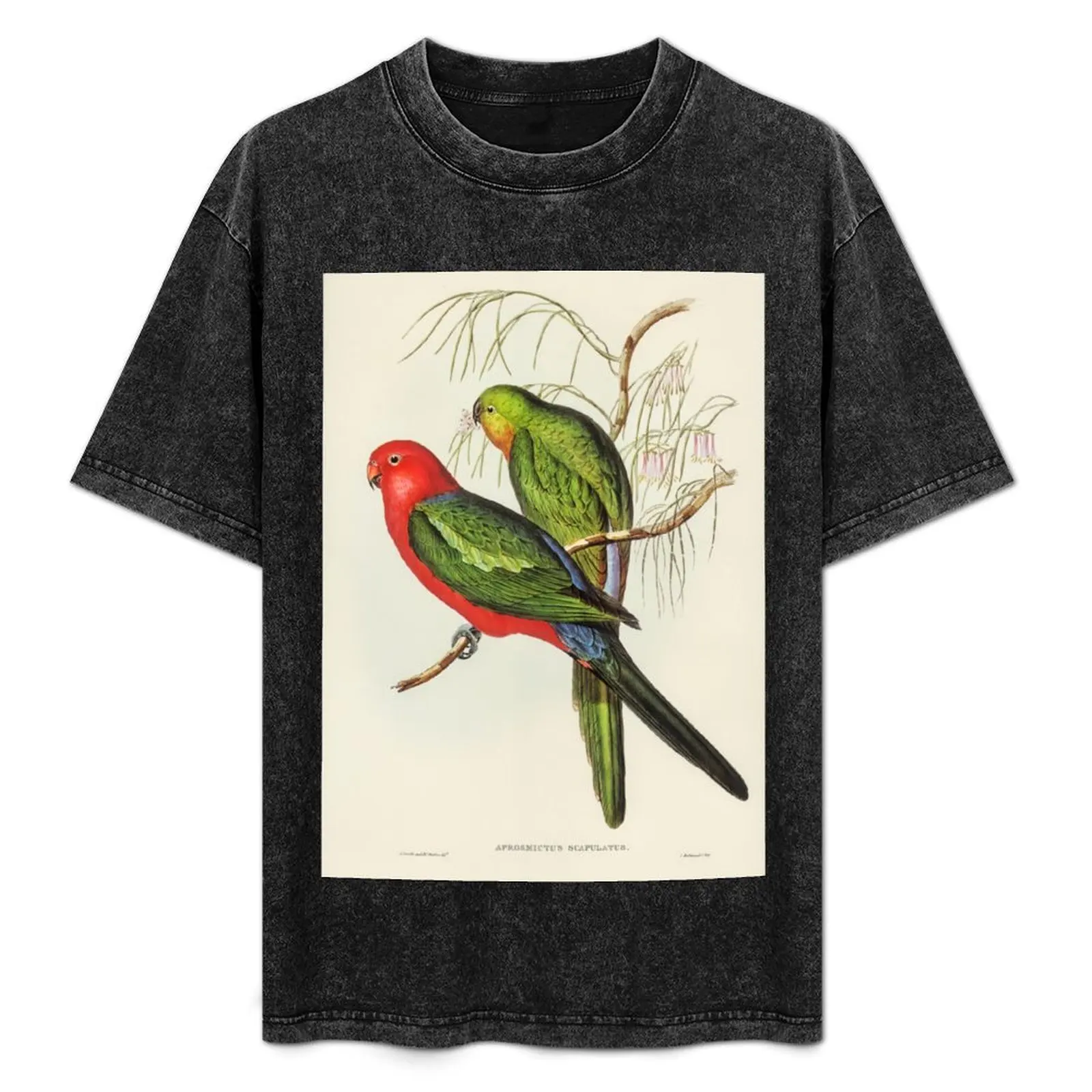 

John Gould King Parrot T-Shirt Classic Graphic Short Sleeve Top