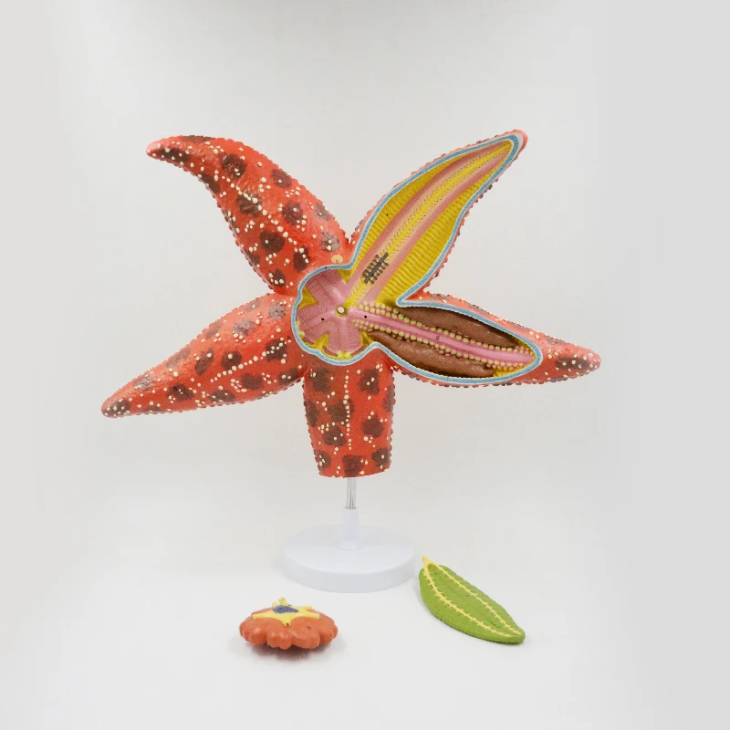 

Starfish model Sea Animal Anatomical Model Invertebrate Anatomy Educational Equipment Teaching Resources Detachable