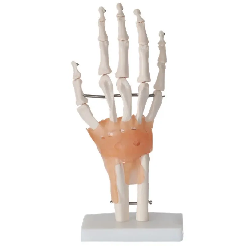 Medical Props Model Hand Joint Anatomical Skeleton Model Human Medical Anatomy School Teaching Supplies