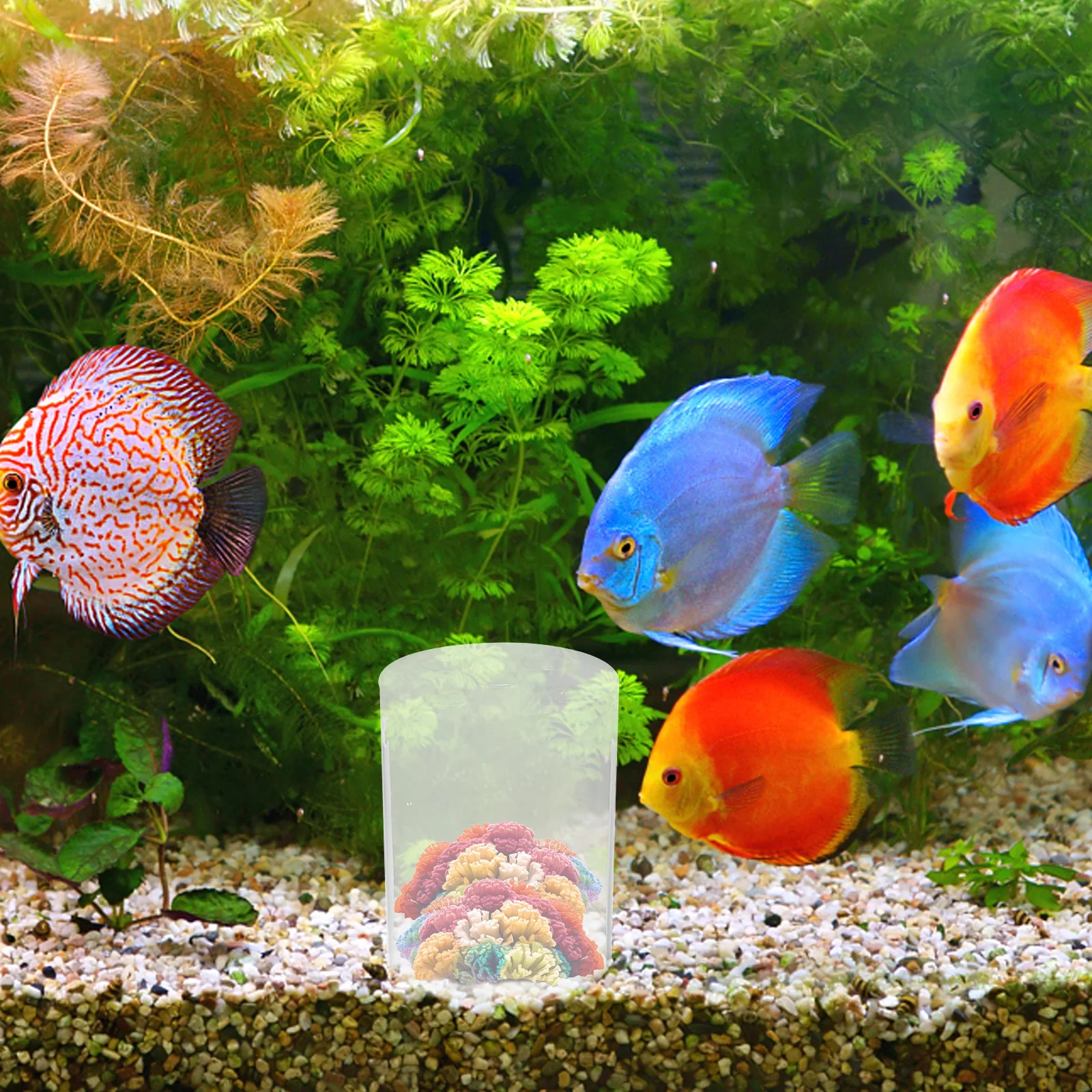 

Transparent Acrylic Coral Feeding Protection Cover Fish Tank Coral Breeder Protector Reef Feeding Tool Aquarium Accessory