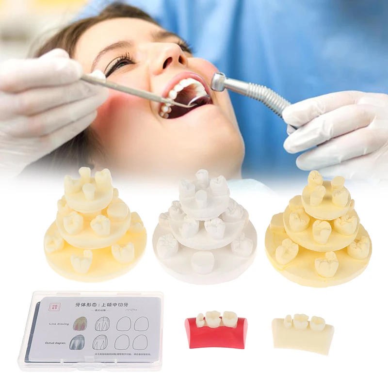 

Dental Inlay Exercise Model Block Filling Exercise Plaster/Resin Materials Oral Filling Model For Dentistry Teaching Study