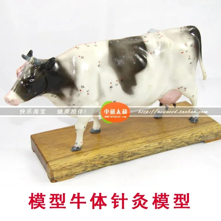 Animal Model Acupuncture Point Model Cow Anatomy Models Cow Anatomy Model Training