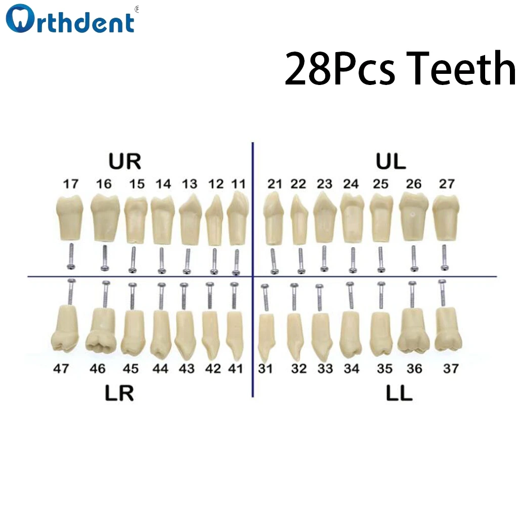 Dental Resin Teeth 28/32Pcs Typodont Model Replacement Screw-in Teeth Filling Restoration Dentist Teaching Accessories Dentistry