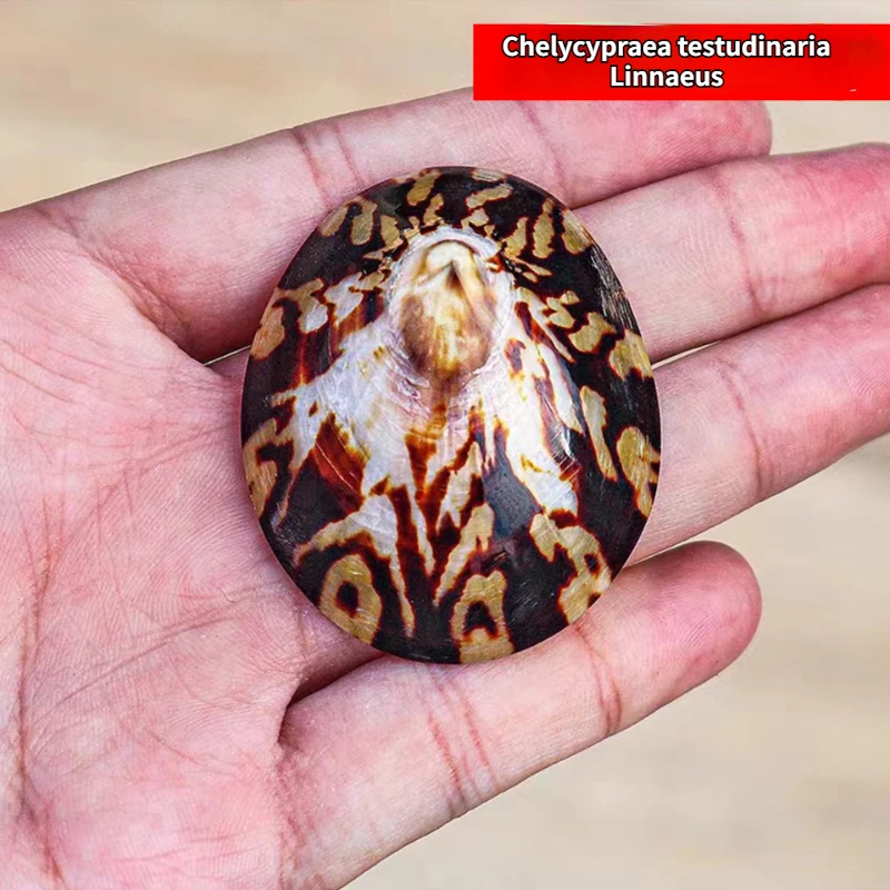 Natural Limpet Shell: My Honest Experience Using It for Aquariums, Craft Projects, and Coastal Décor