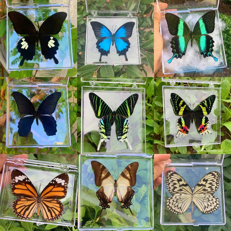 Natural Real Butterfly Specimens Rare And Exquisite Specimens For Home Decoration Display Collection In Teaching Special Gifts