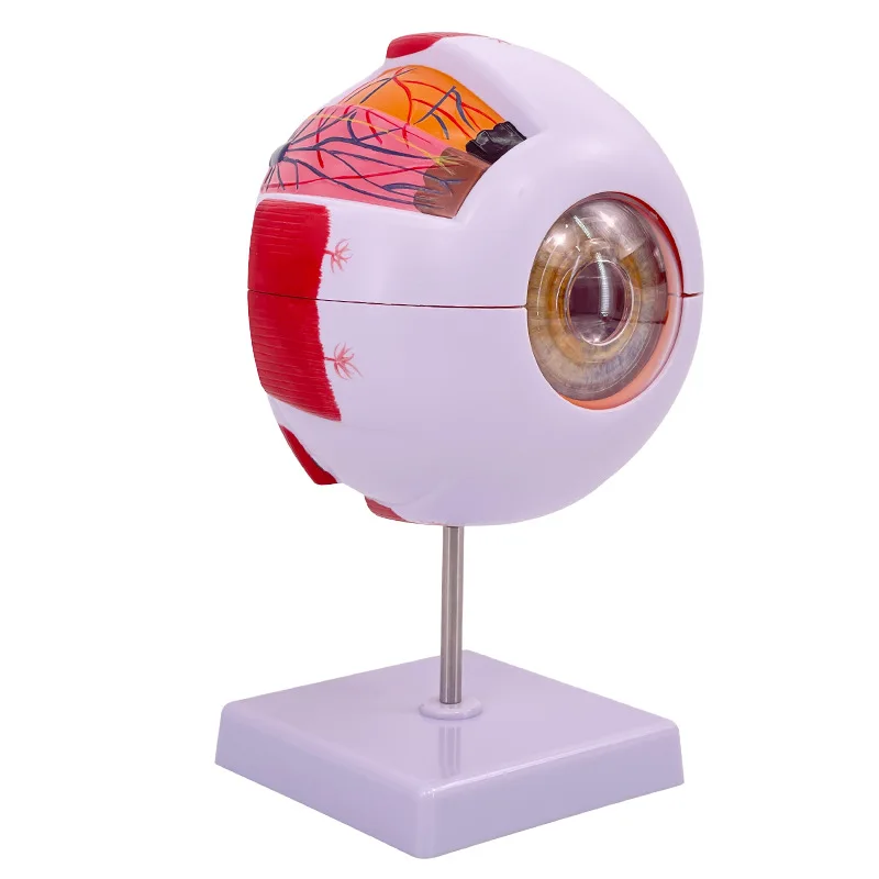 Human Teaching Eye Anatomy Model Removable Children's Simulation Eye Medical Eye Model 6x