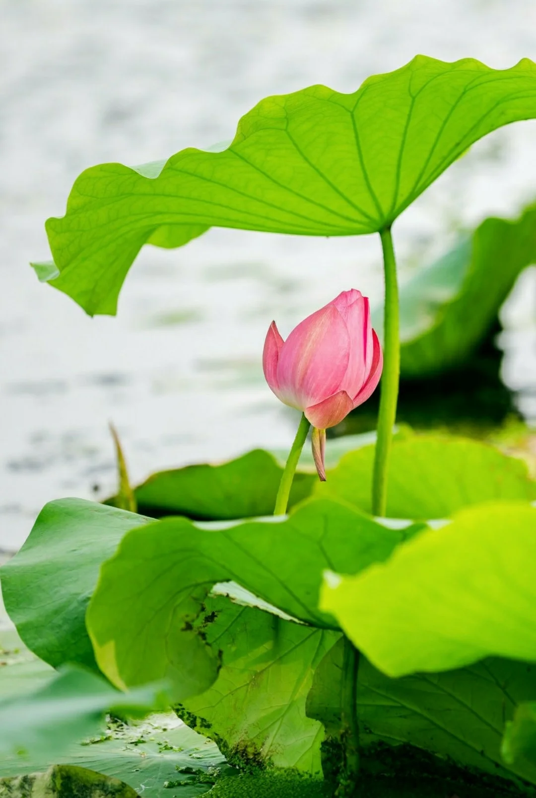 

Защитная пластина/броня для шасси и коробки передач SCY 16101 16102 16103 Pro из нержавеющей стали, запчасти и аксессуары для модернизации радиоуправляемых машин 1/16