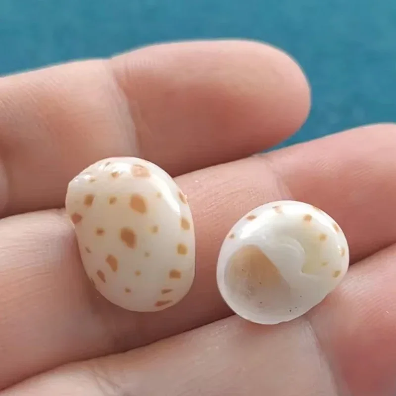 5PCS Shell Conch Polka Dot Snail Pendulum Mini Hermit Crab Replacement Shells Decorative Buttons for Fish Tank DIY Specimen