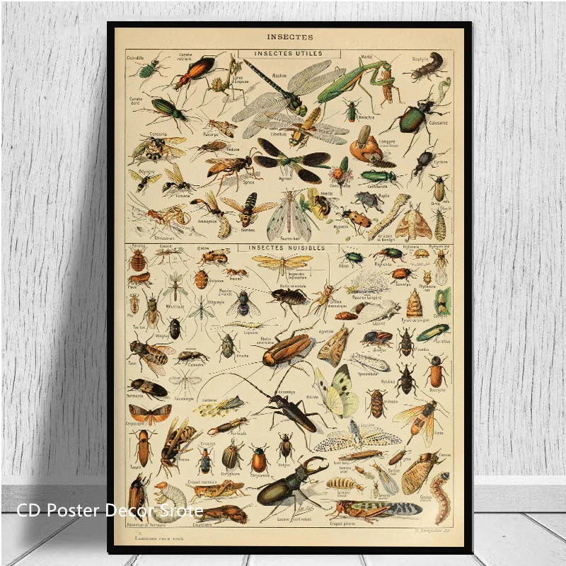 Insects Arthropodes Poster Butterfly Beetles Kraft Paper Prints DIY Vintage Home Room Bar Cafe Decor Aesthetic Art Wall Painting